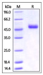 Mouse OX40 Ligand, Fc Tag on SDS-PAGE under reducing (R) condition. The gel was stained overnight with Coomassie Blue. The purity of the protein is greater than 95%.